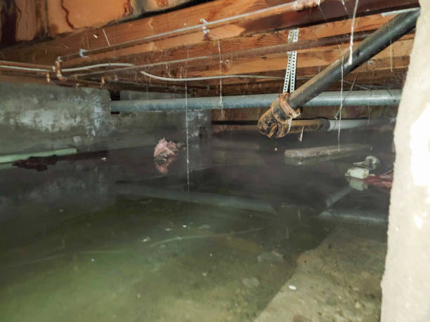 Best Water damage cleanup near me  in Country Homes, WA